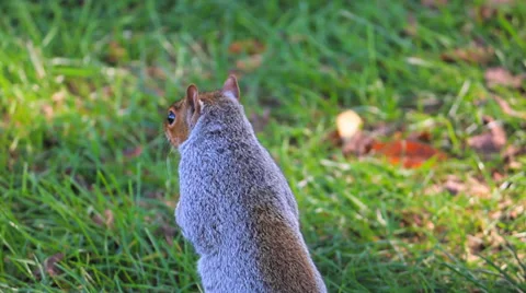 Squirrel on a Windy Day Stock Footage 36020002