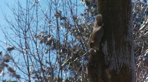 Squirrel - winter 2 Stock Footage 61045746