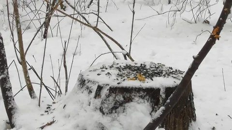 Squirrel winter came running to the stump for a nut then runs away Stock-Footage 120132398