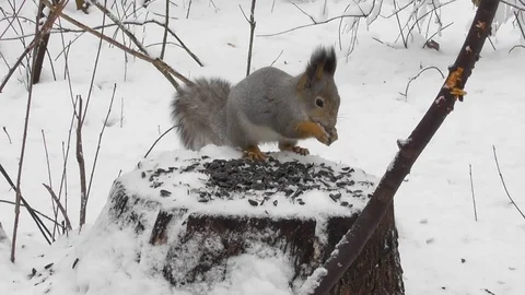 Squirrel winter came running to the stump for sunflower seeds then runs away Video stock 120132783