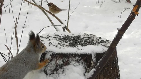 Squirrel winter came running to the stump for seeds and frightened sparrows Video stock 120133055