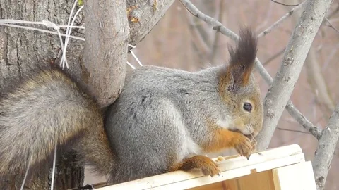 Squirrel in a winter coat eating nuts close up Stock Footage 117784665