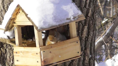 Squirrel in a winter coat on a forest feeder Stock-Footage 117784659