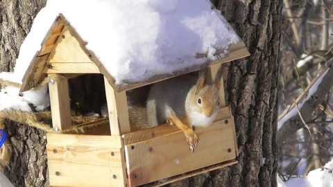 Squirrel in a winter coat on a forest feeder eats nuts Video stock 117784664