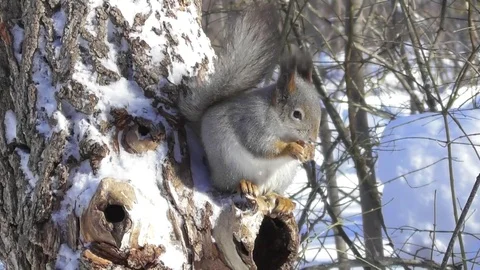Squirrel in a winter coat on a tree near a hollow gnawing nuts man feeds her Video stock 117784701