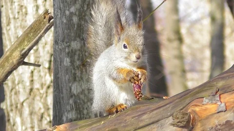 A squirrel in a winter coat on the trunk of a fallen tree eats a pine cone Video stock 117784584