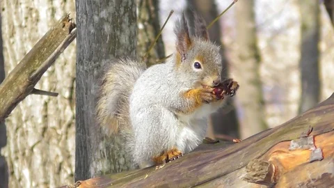A squirrel in a winter coat on the trunk of a fallen tree eats a cone Video stock 117784589