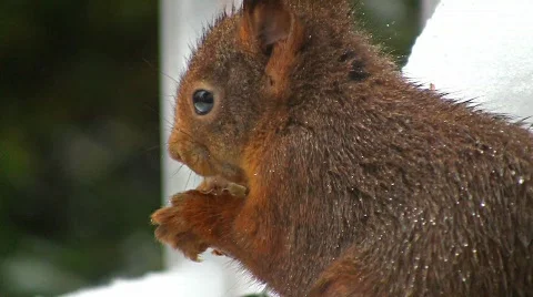 Squirrel in winter eating hazelnut Stock Footage 608048