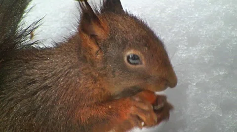 Squirrel in winter eating hazelnut Stock Footage 608080