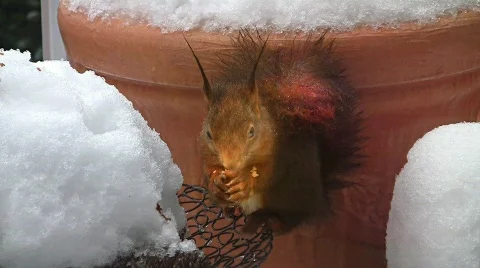 Squirrel in winter eating hazelnut Stock Footage 608129