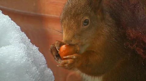 Squirrel in winter eating hazelnut Stock Footage 608164