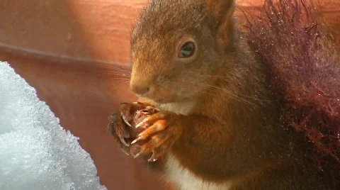 Squirrel in winter eating hazelnut Stock Footage