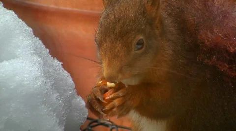 Squirrel in winter eating hazelnut Stock Footage 608189