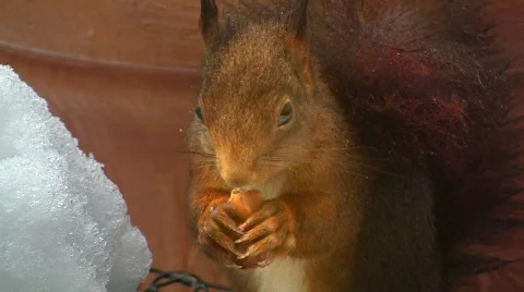 Squirrel in winter eating hazelnut Video stock 608236