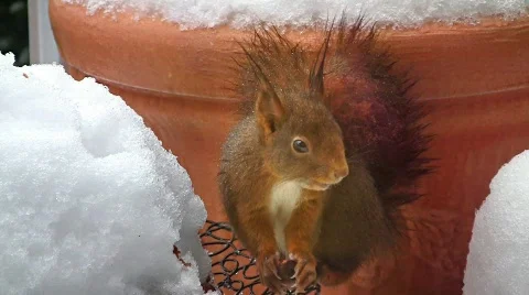Squirrel in winter eating hazelnut 스톡 동영상 608245