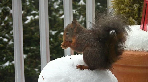 Squirrel in winter eating hazelnut Stock Footage 608288