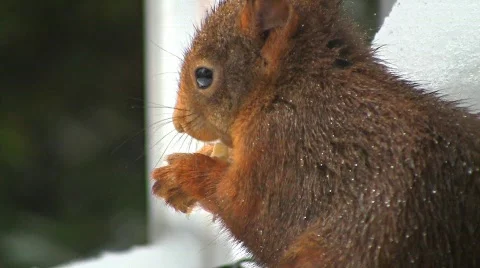 Squirrel in winter eating hazelnut Stock Footage 608312