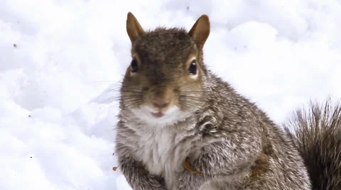 Squirrel in winter. Eating nuts. Stock Footage 37338980
