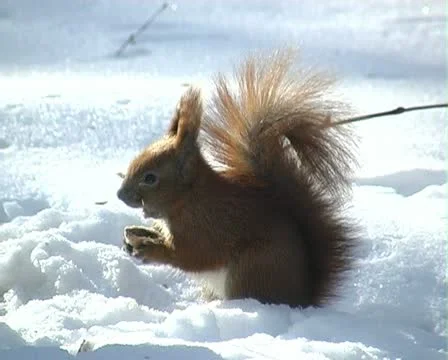 Squirrel in winter Stock Footage 22034009