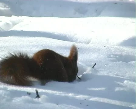 Squirrel in winter Stock Footage 22034011