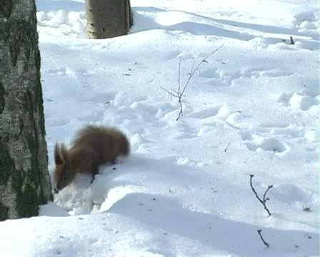 Squirrel in winter Stock Footage 22034012