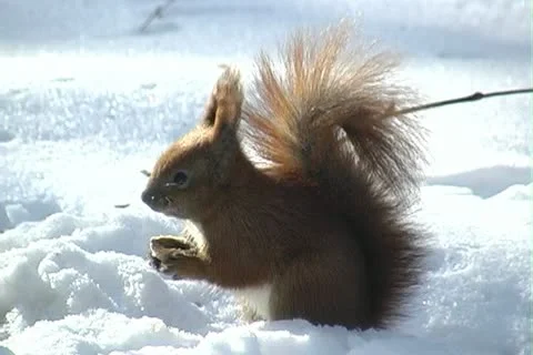 Squirrel in winter Stock Footage 22034024