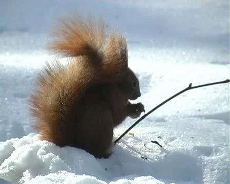 Squirrel in winter Stock-Footage 22034026