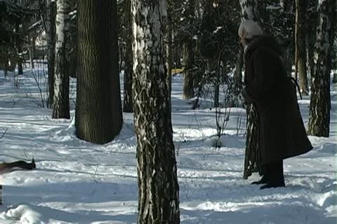 Squirrel in winter Stock Footage 22034028