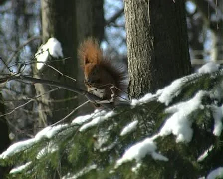 Squirrel in winter Stock Footage 22034034