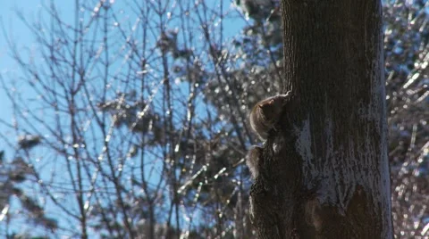 Squirrel - winter 動画素材 61045719