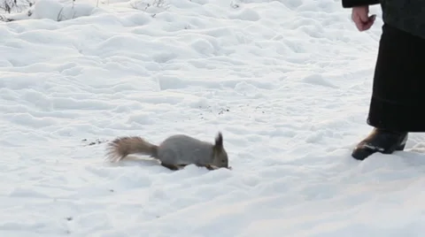 Squirrel in winter Stock Footage 66381449
