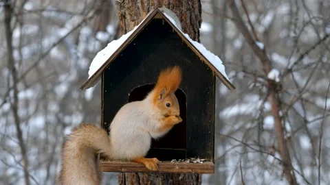 Squirrel in winter forest on feeder eating nuts Stock Footage 145633056