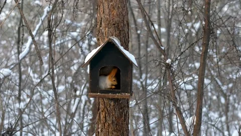 Squirrel in winter forest on feeder eating nuts Stock Footage 148078867