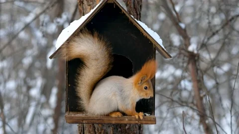 Squirrel in winter forest on feeder eating nuts Stock Footage 163255540