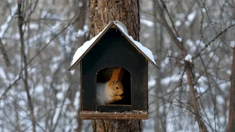 Squirrel in winter forest on feeder eating nuts Stock Footage 163693522