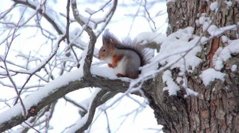 Squirrel in the winter forest. Stock-Footage 60910603