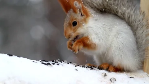 Squirrel in the winter forest Stockbeeldmateriaal 74782509