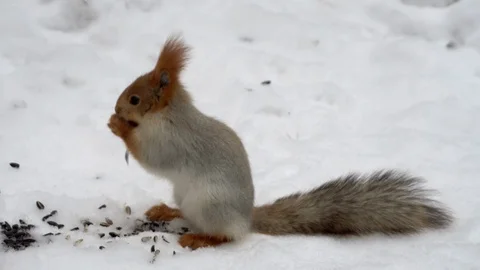 Squirrel in the winter forest Video stock 126167913