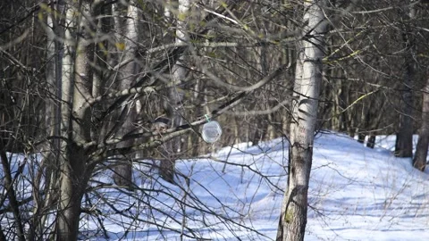 Squirrel in winter forest Stock Footage 239096388