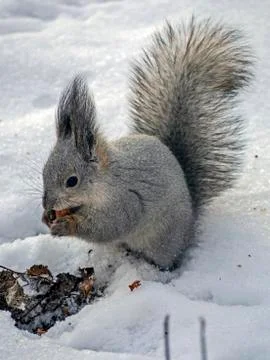 Squirrel in a winter forest has found its supplies in the snow and is eating  Stock Photos