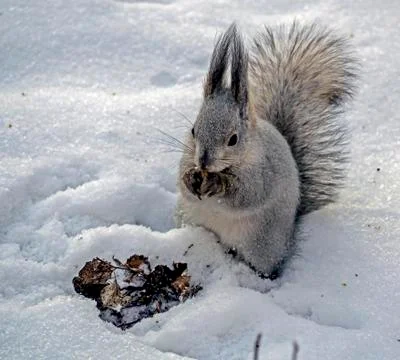 Squirrel in a winter forest has found its supplies in the snow and is eating  Stock Photos