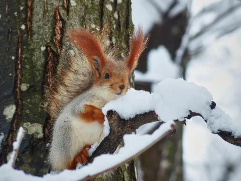 Squirrel in the winter forest. Stock Photos