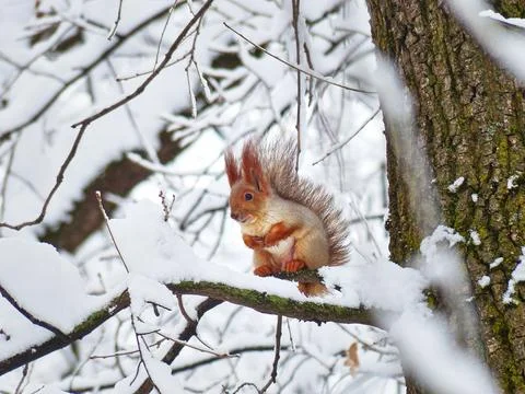 Squirrel in the winter forest. Stock Photos