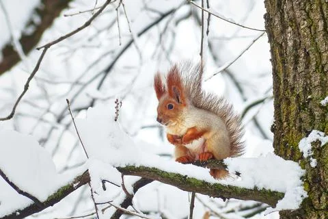 Squirrel in the winter forest. Stock Photos