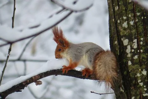 Squirrel in the winter forest. Stock Photos