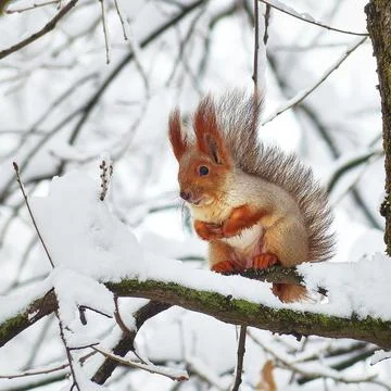 Squirrel in the winter forest. Stock Photos