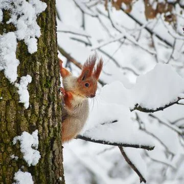 Squirrel in the winter forest. Stock Photos