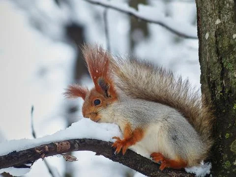 Squirrel in the winter forest. Stock Photos