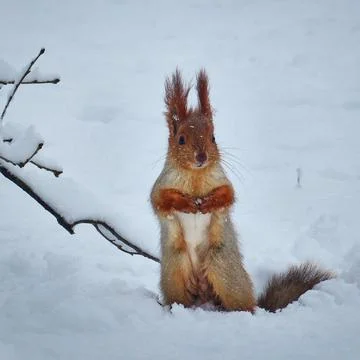 Squirrel in the winter forest. Stock Photos