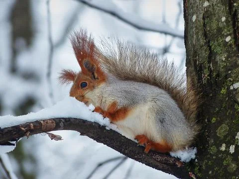 Squirrel in the winter forest. Stock Photos